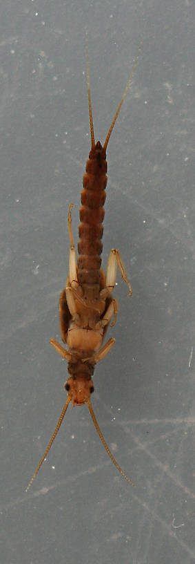 Male. 6 mm.