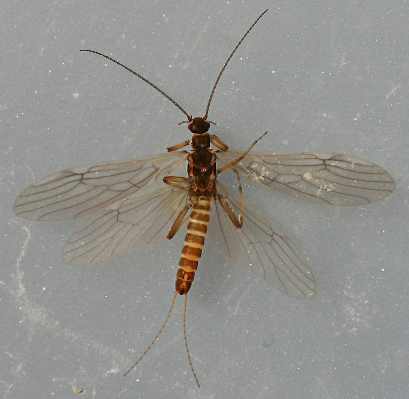 Male. 6mm.