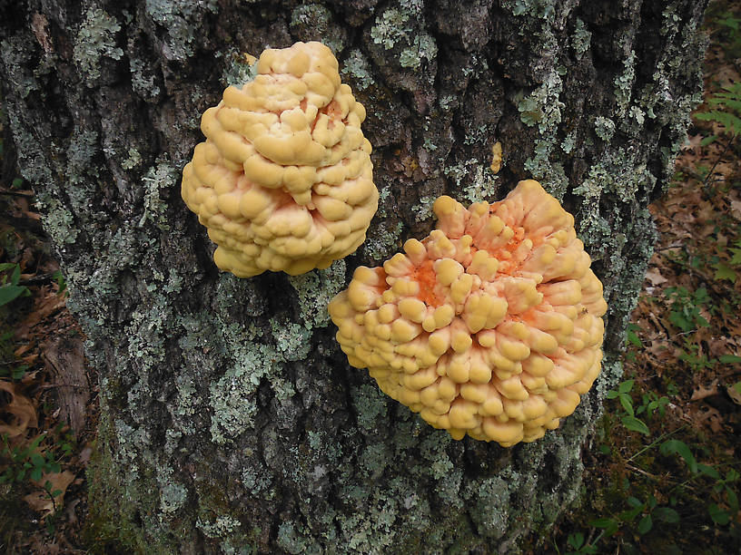 Chicken of the Woods!!!  YUMMMY!!!!