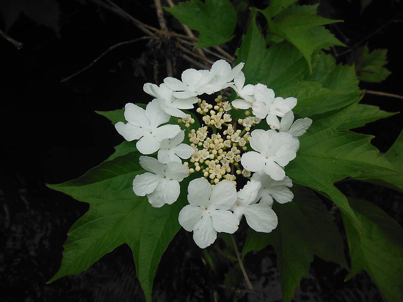 Cranberry viburnum ("highbush cranberry") blooming along the Rifle River