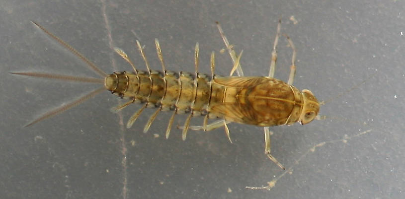 Female 4mm, excluding cerci.