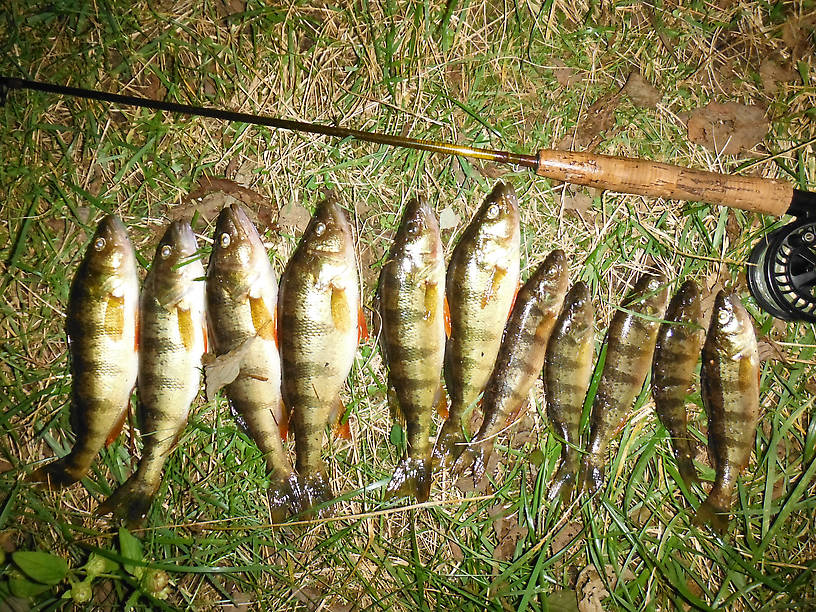 Tonight's haul - no catch and release here!!