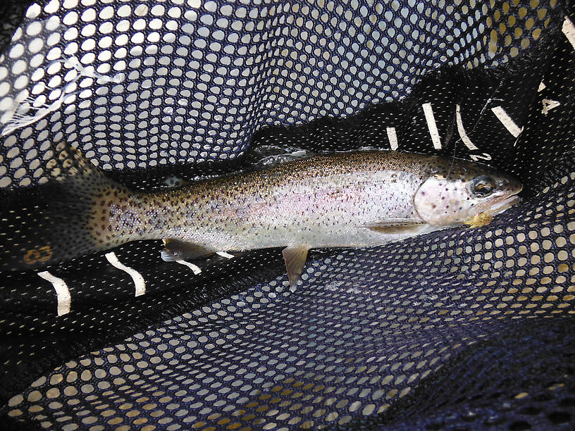 Spunky rainbow that cleared the water by two feet