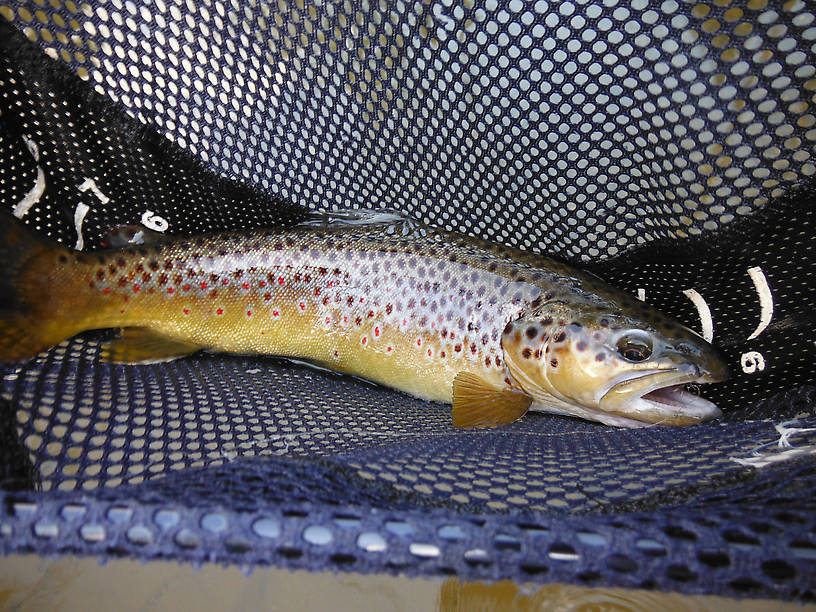 Nice fat colorful Rifle River brown