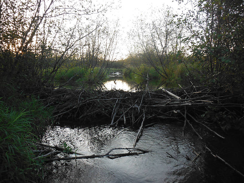 AHA!!!  Beaver ponds!!