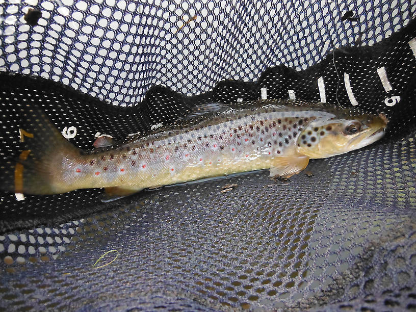 Beaver pond brownie