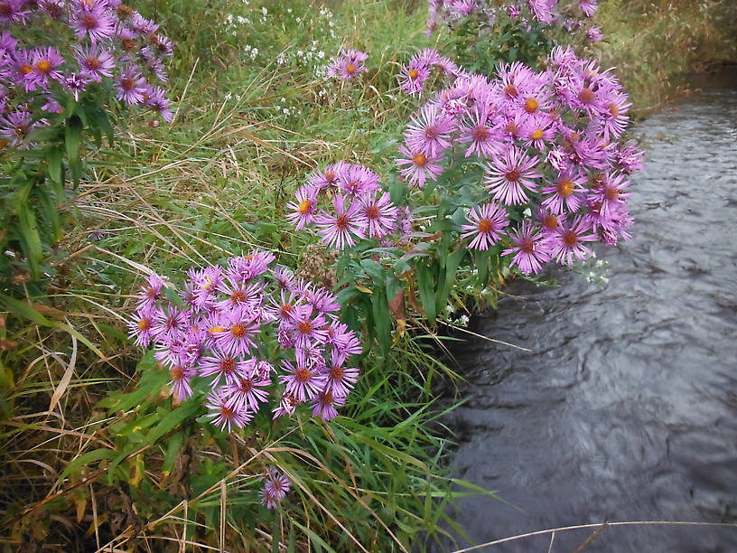 Asters on the way back down