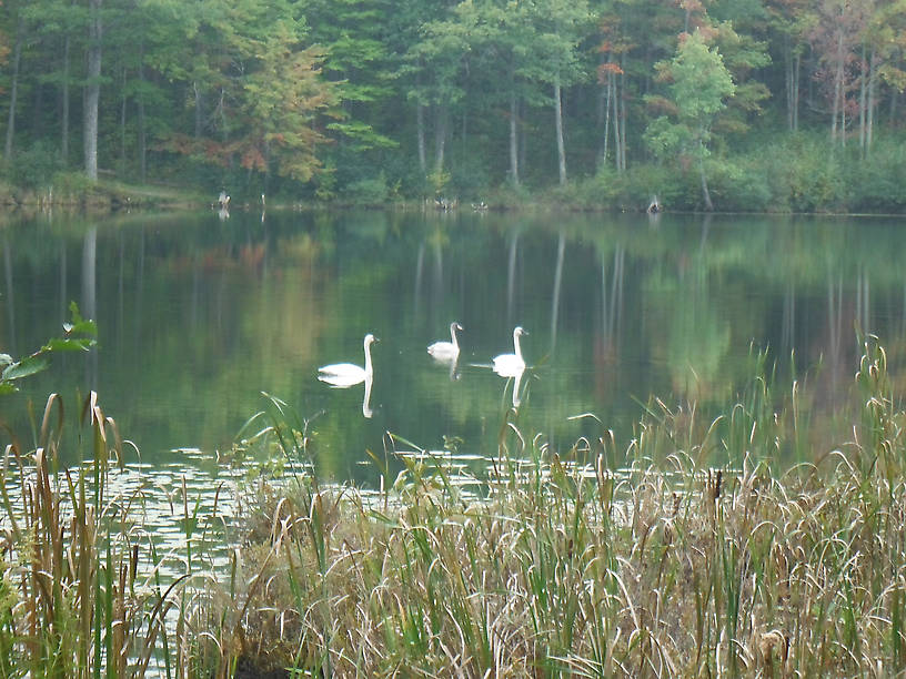 Pair of trumpeter swans with a cygnet!