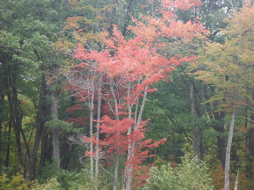 Finally starting to see some fall colors