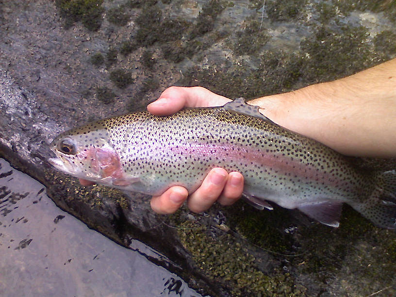 Beautiful Rainbow caught on gold stonefly imitation.