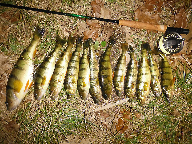 Big dude on the left is 13 1/2"...my freezer is filling up!