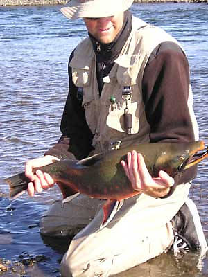 This is a Dolly taken on the Kelly River also in NW Alaska