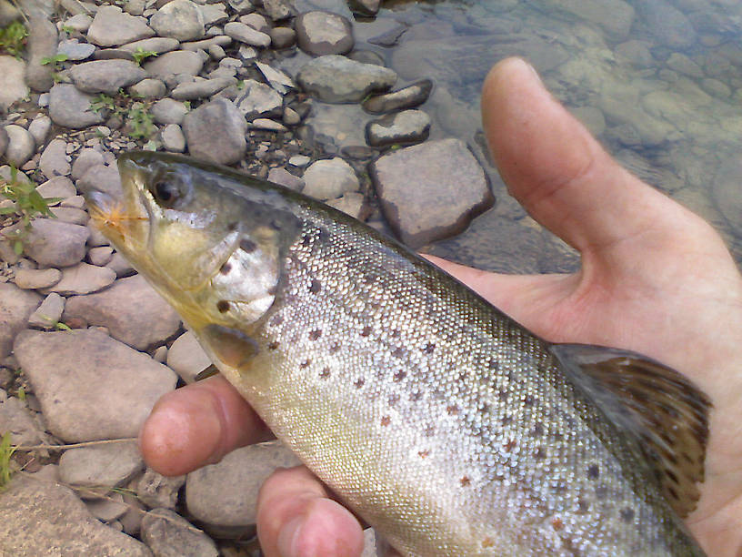 Brown caught on light cahill