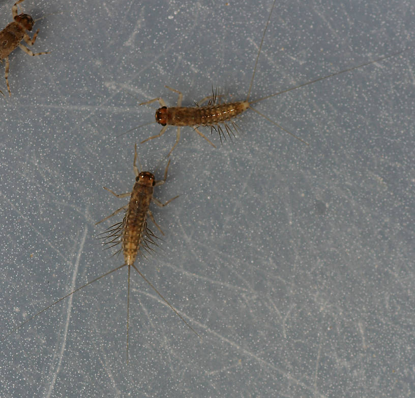 Male (upper portion) and female (lower portion)