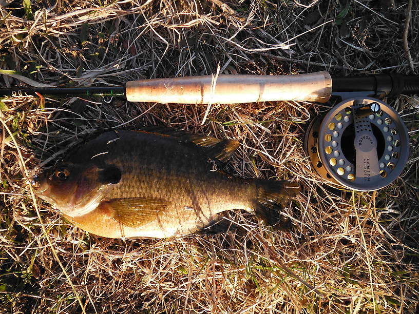 9 inches of bluegill