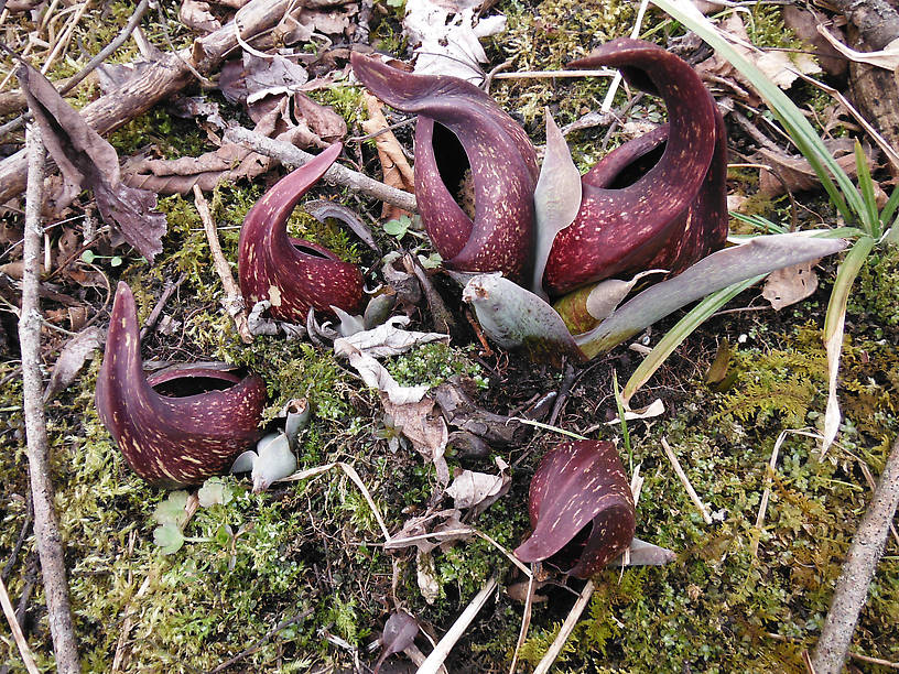 Skunk cabbage looking as alien as usual