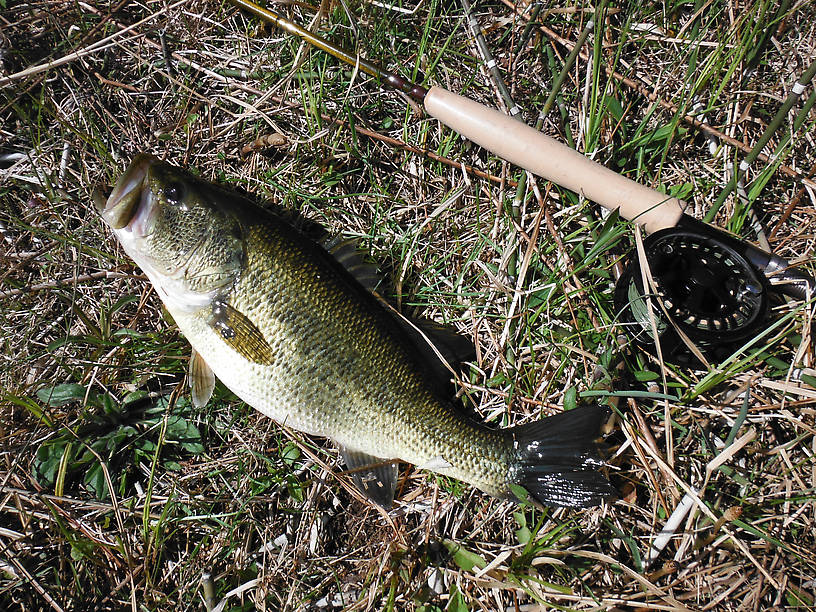 Biggest one I have gotten out of these waters yet, 16 1/2"