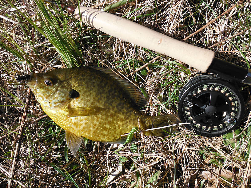 Fat pumpkinseed, 9"