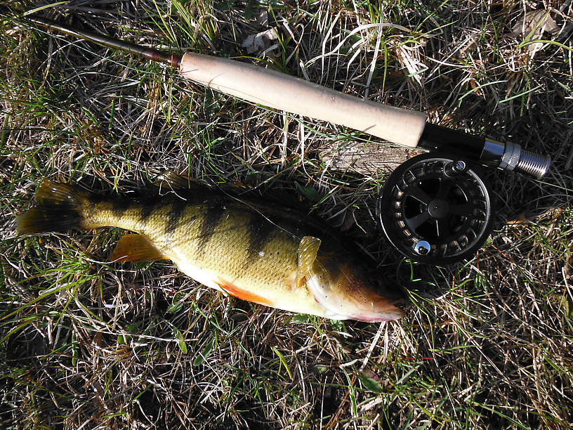 First and only perch EVER from this pond, and not a little guy either (12 1/2")