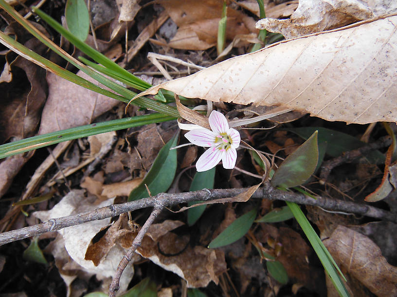 Spring beauty (Claytonia virginiana)