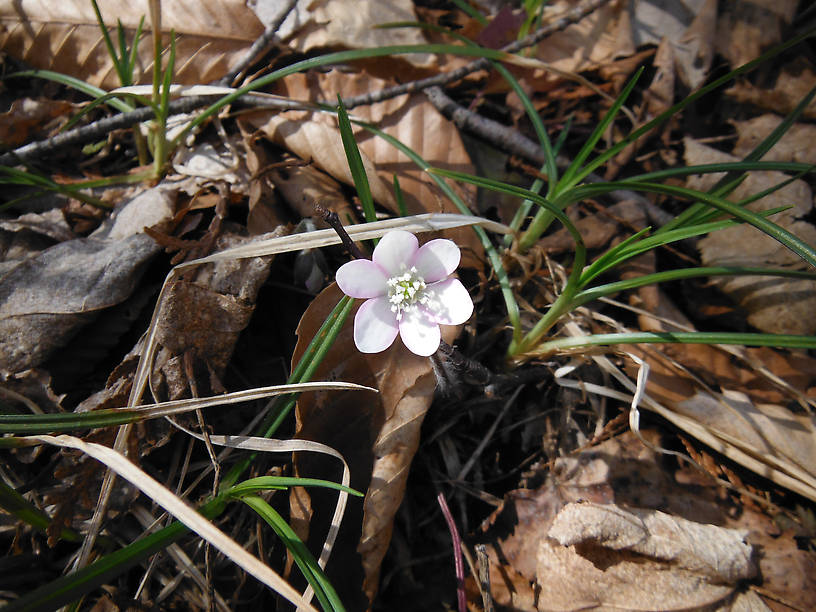 Sharp-lobed hepatica (Hepatica acutiloba)