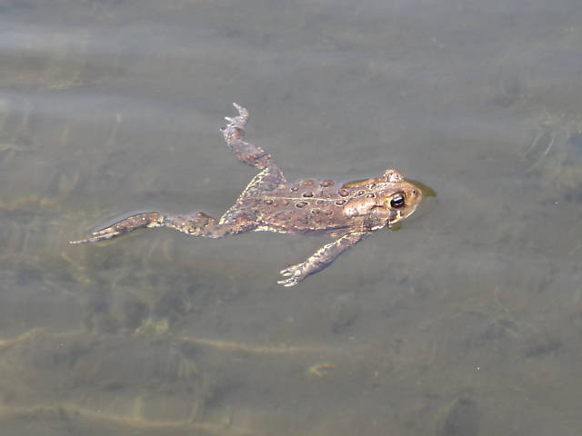 Our constant companions, good old Bufo americanus...Todd said, "I didn't know toads could swim!"