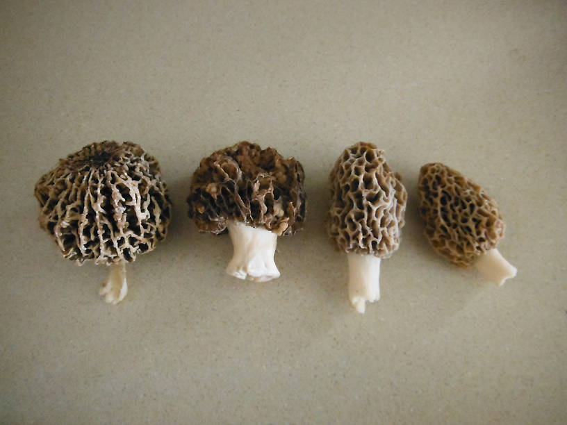 Our morel haul