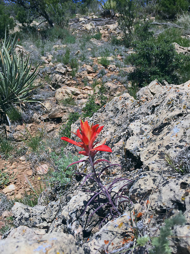 Indian paintbrush?