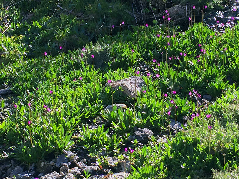 Shooting star cluster.  These were at the foot of a little waterfall.  