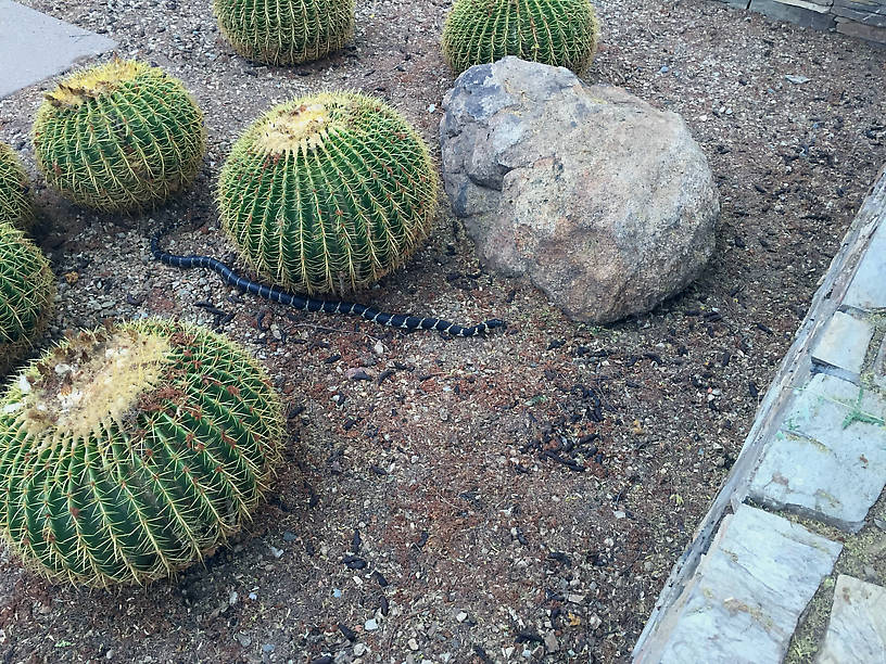 King snake on the move.