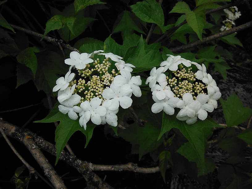 Cranberry viburnum on the Rifle