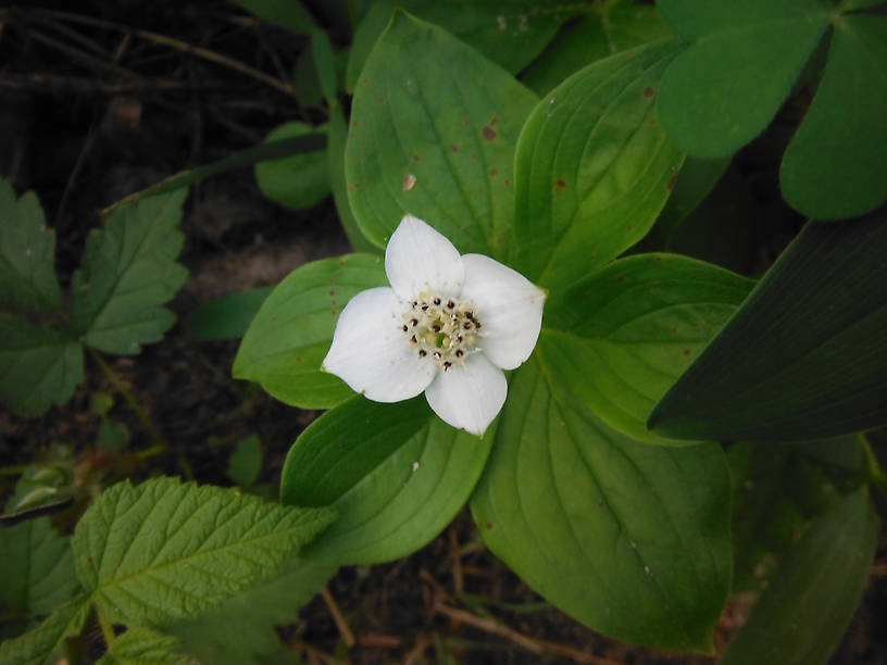 Dwarf dogwood by the Rifle