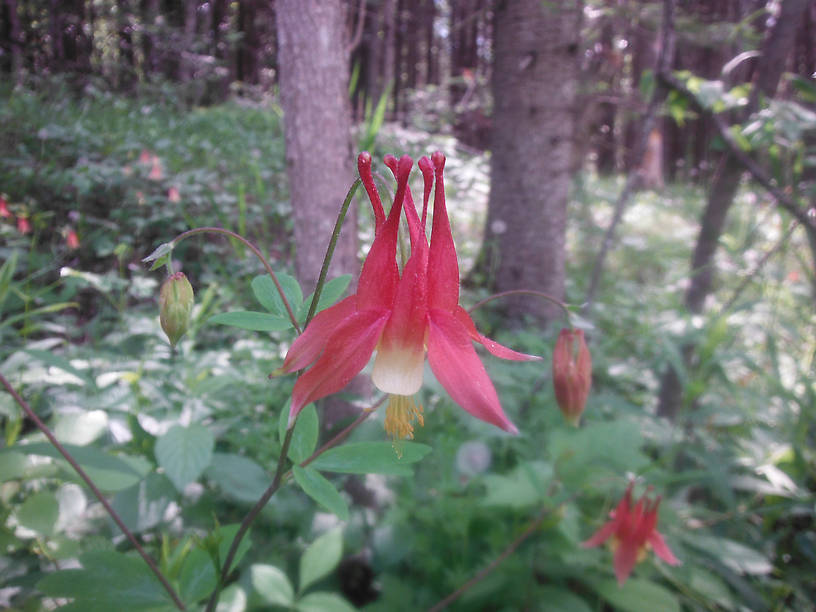 Wild columbine on the Rifle