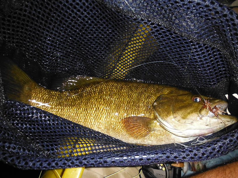 Notice there are TWO flies in this fish's mouth!!  One just wasn't enough for this guy...