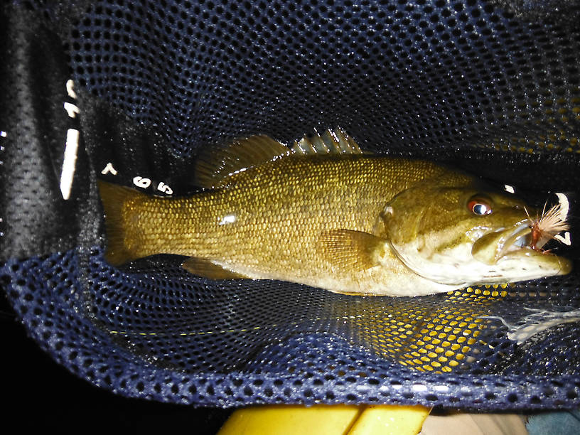 First one I was able to get in the boat after one popped off and two broke my line!