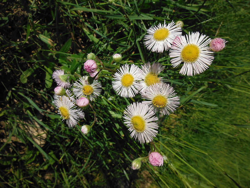 Gotta throw in some wildflowers...daisy fleabane growing near the launch