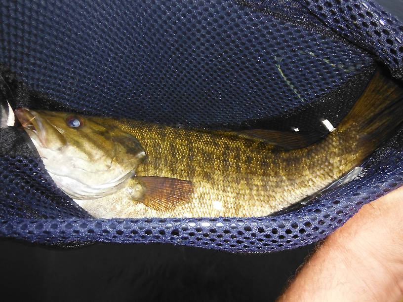 Another fat one on a Brown Drake