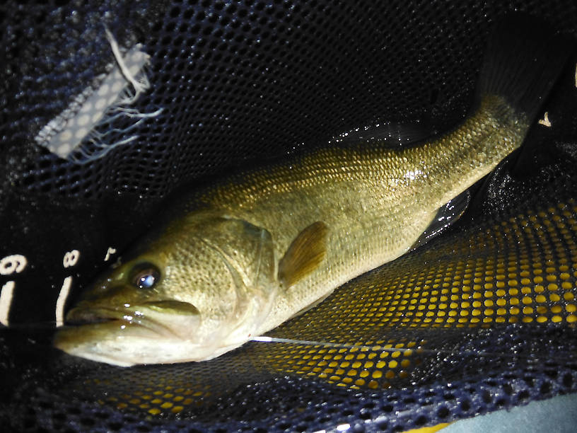 Hey, largemouth like mayflies too!!