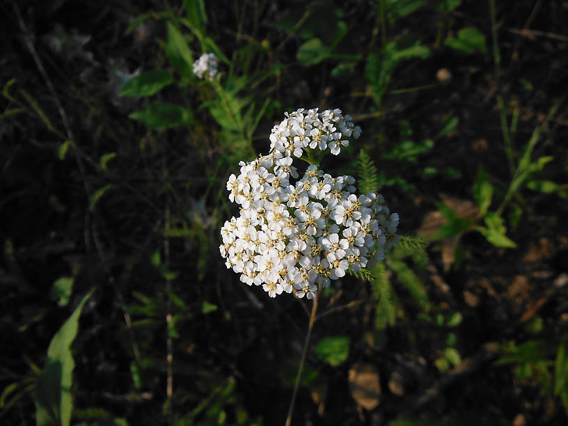 Yarrow (Achillea millefolium) is just starting to bloom