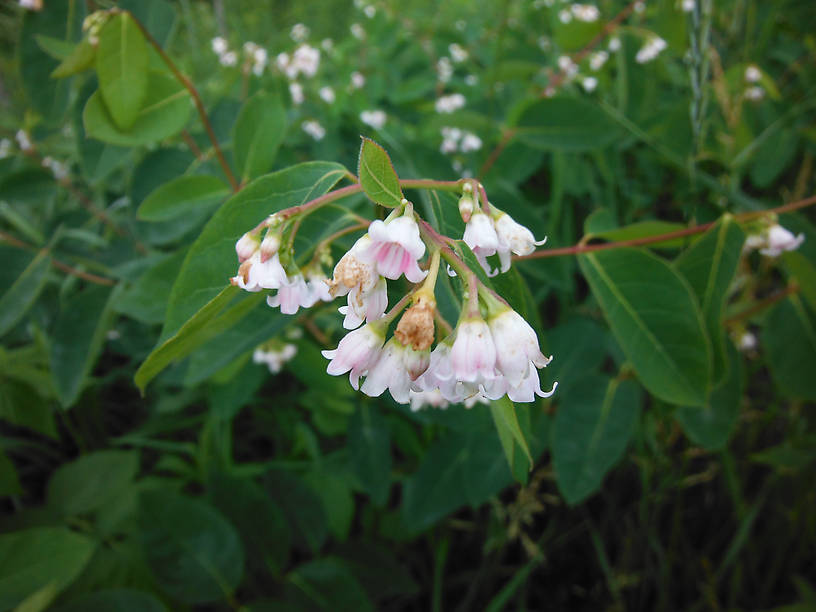 Spreading dogbane (Apocynum adrosaemifolium) at the parking lot