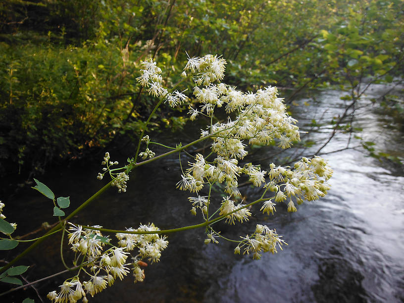 Tall meadow rue (Thalictrum dasycarpum)