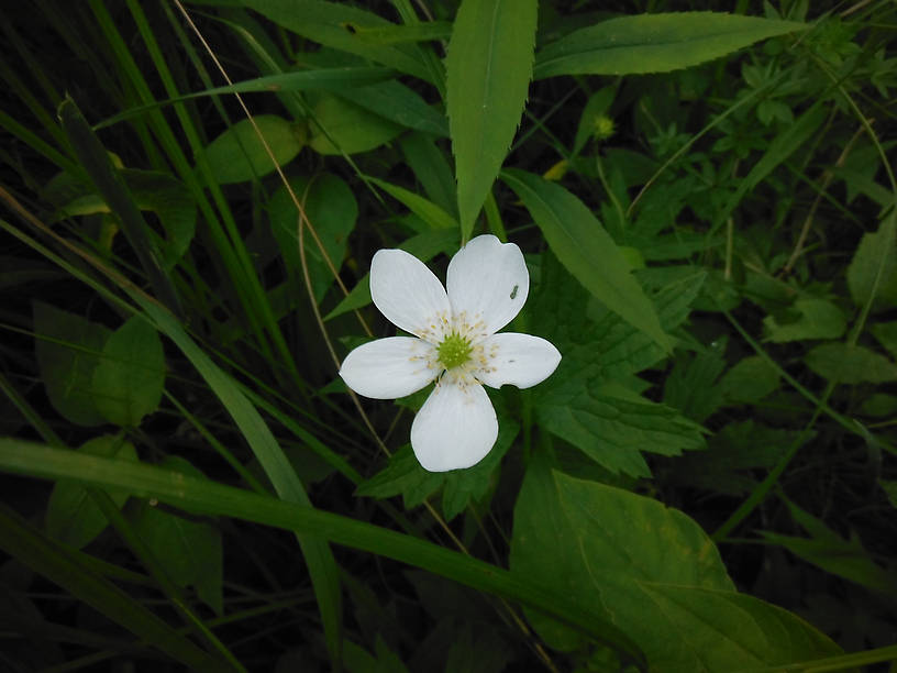 Canada anemone (Anemone Canadensis - surprised?) was blooming all over the place