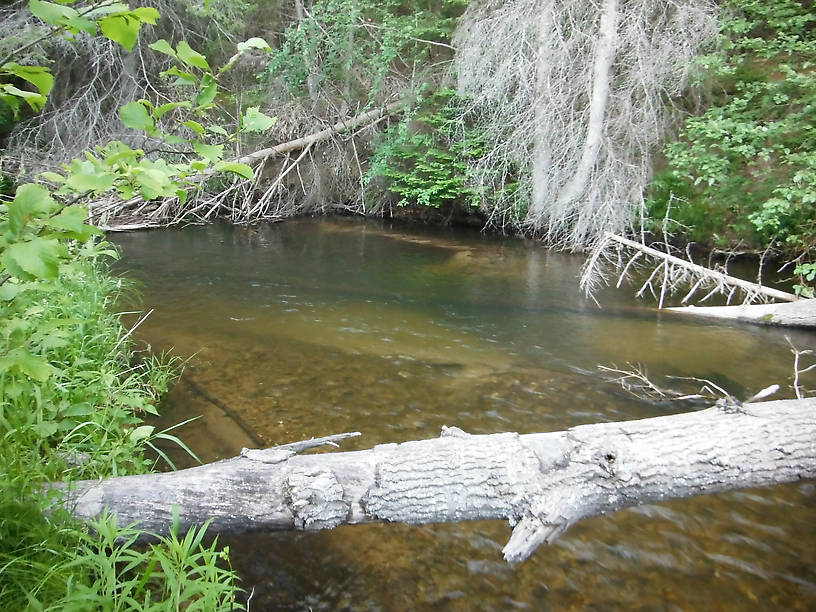 This is a great place to practice your roll casting!