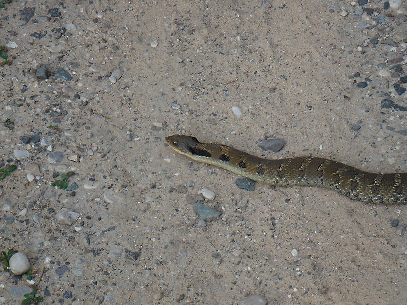 The guard at the entrance to the Pond