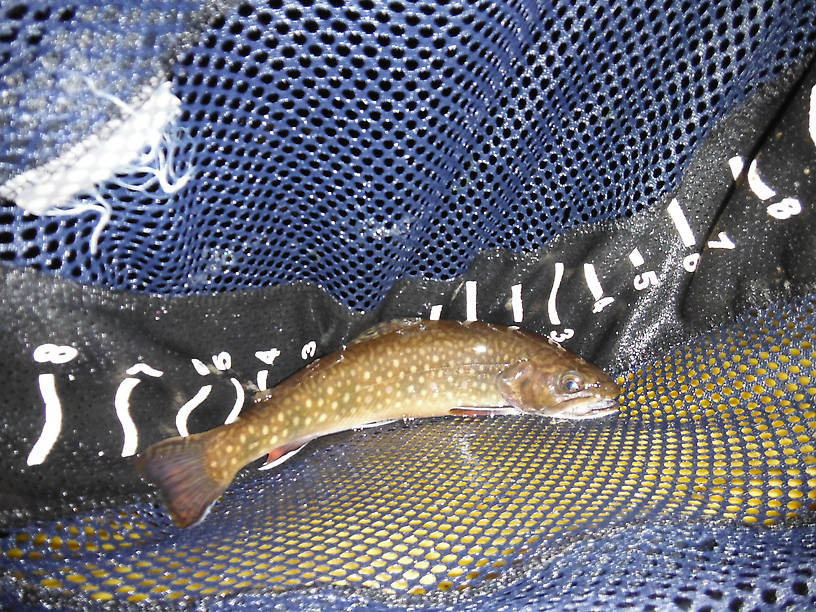 Another beautiful pond brookie, biggest of at least a dozen