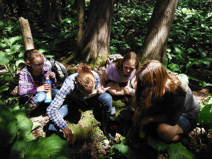 Looking at a (red-backed) salamander