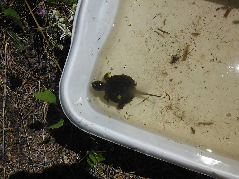 Cuuuuuuute little baby snapper I caught in the dip net