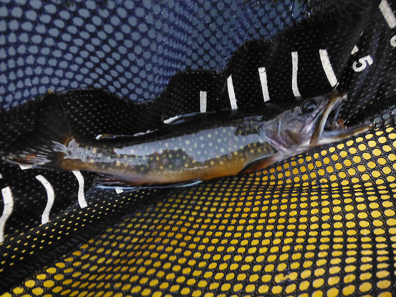 A very richly colored pond brookie