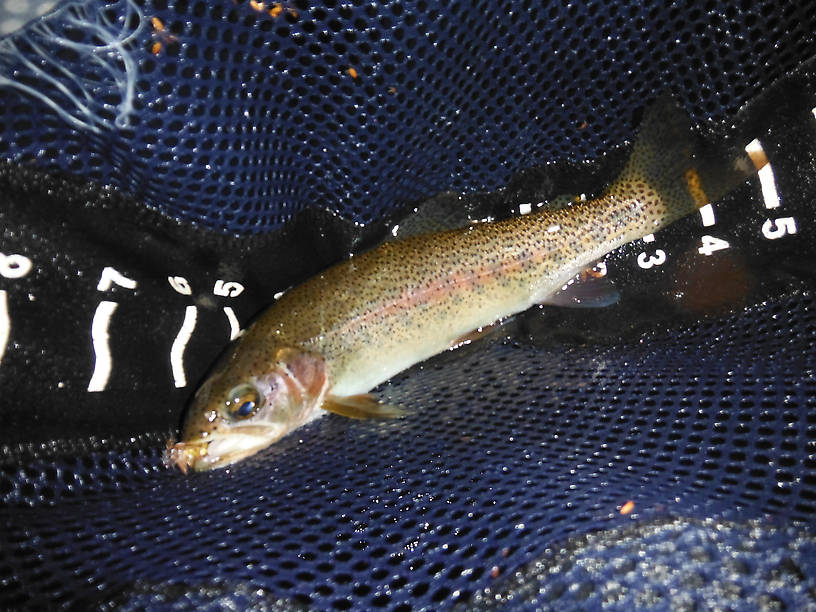 Very pretty rainbow, biggest from the Pine in four years!