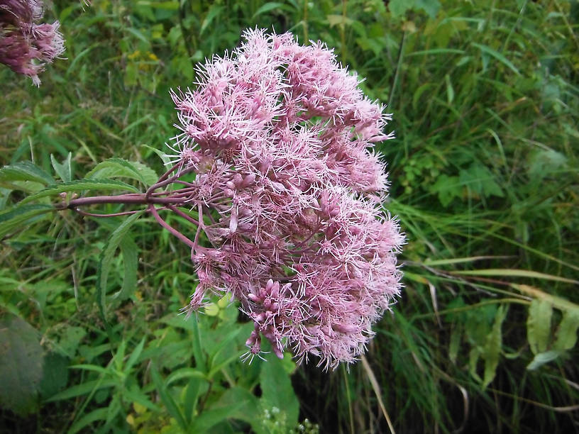 Joe-pye-weed on the banks of the Pine